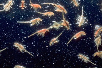 Brine Shrimp