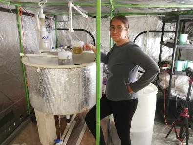 Innoculating rotifers